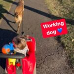 Mary Katharine Ham Instagram - Scout is taking his kids for a walk. 🐺💙👧🏼 #belgianmalinois #belgianmalinoisofinstagram #workingdogsofinstagram