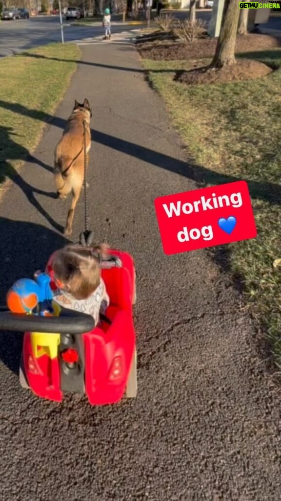 Mary Katharine Ham Instagram - Scout is taking his kids for a walk. 🐺💙👧🏼 #belgianmalinois #belgianmalinoisofinstagram #workingdogsofinstagram