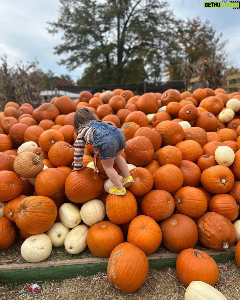 Mary Katharine Ham Instagram - It’s like some kind of curse that every time I go to the pumpkin patch 🎃, it absolutely must be 80 degrees. Four kids, fall clothes, August weather! A comedy of errors. I’m so glad I didn’t make them all wear matching cardigans or something. They are very dirty and we all had fun! (Also, the toddler is not being rude. The kids are encouraged to climb the pumpkin pile.)