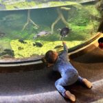 Mary Katharine Ham Instagram – Second Christmas at the beach, featuring some excellent kid-wrangling by me (and my bro-in-law in the background). Exploring some piers, making sure my toddler doesn’t jump in, seeing the aquarium. 🌊🎄🐠