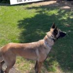 Mary Katharine Ham Instagram - “Scout, come chase squirrels with us this weekend!” “My parents won’t let me.” #belgianmalinois #belgianmalinoisofinstagram