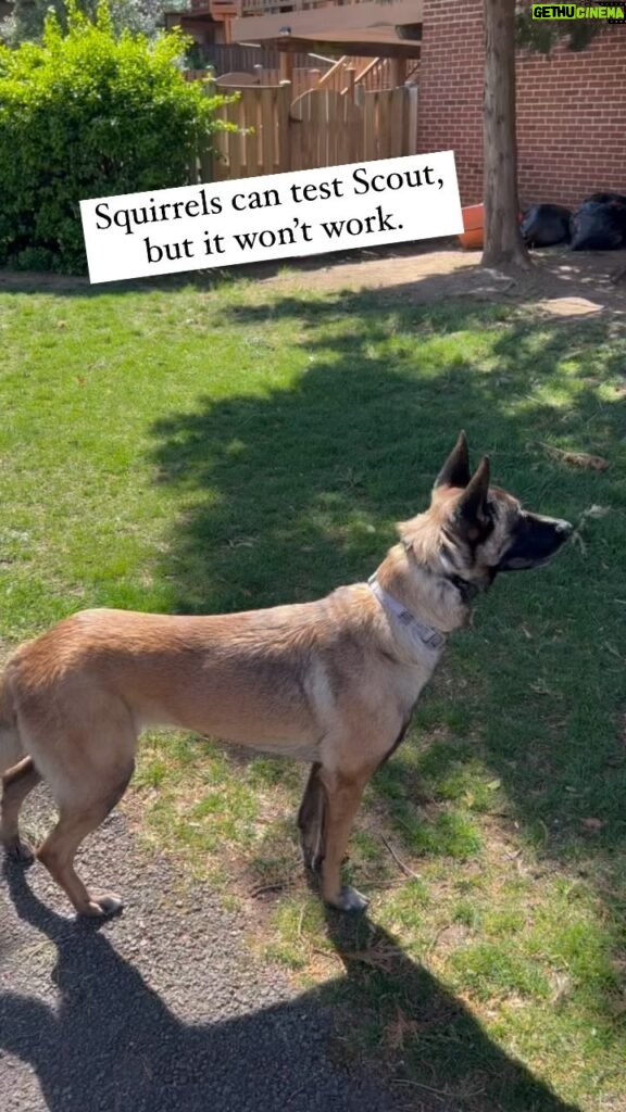 Mary Katharine Ham Instagram - “Scout, come chase squirrels with us this weekend!” “My parents won’t let me.” #belgianmalinois #belgianmalinoisofinstagram