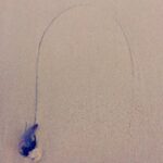 Mary Wiseman Instagram – Portuguese Man of War