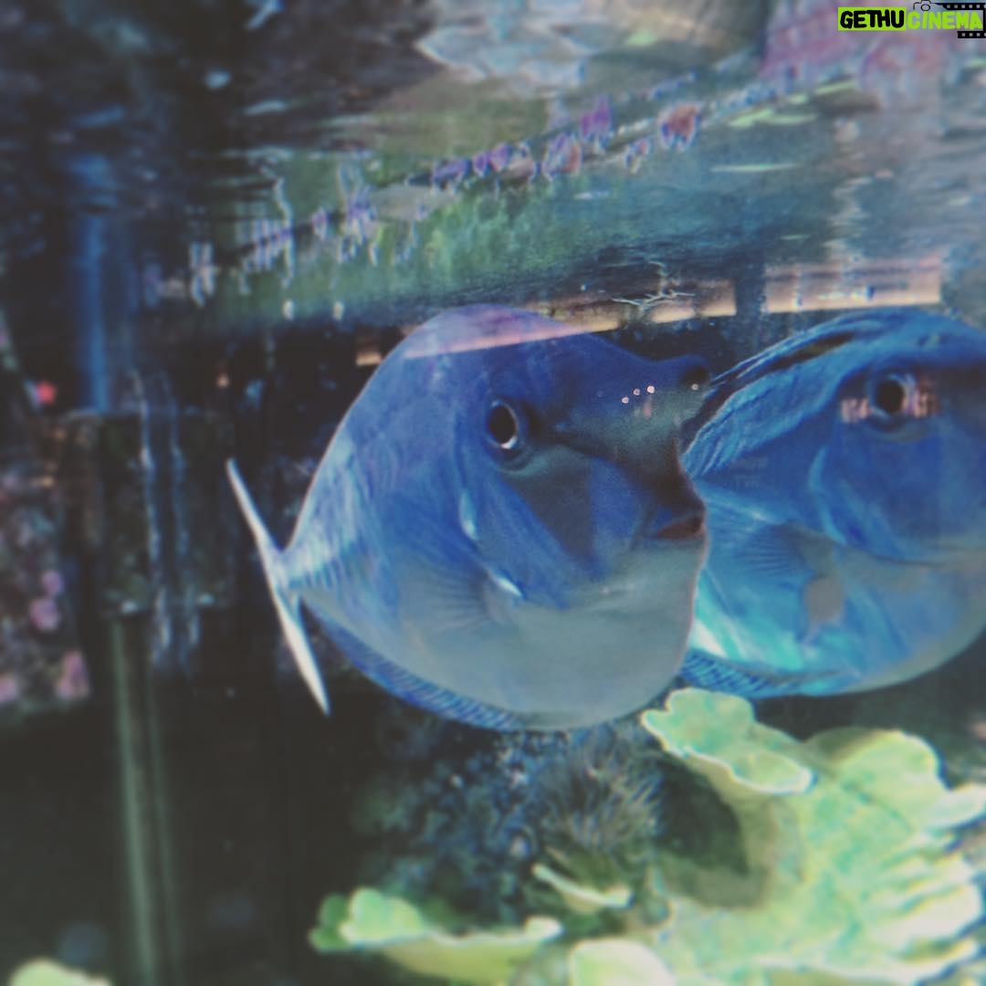 Mary Wiseman Instagram - This fish is a person thisfishisaperson.com #thisfishisaperson Berkshire Mall