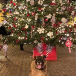 Massimo Boldi Instagram - @giorgia.carniti ha già fatto l’albero di Natale per far divertire i suoi piccoli animaletti