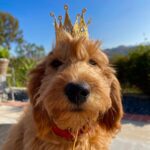 Matthew Perry Instagram - We all know who rules the Perry household even without the crown. You can follow my boy @alfreddoodleperry, where we'll be sharing photos and videos, telling you about our favorite pet brands, and presenting some tips to keep our dogs safe!