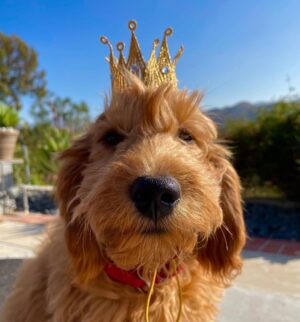 Matthew Perry Instagram - We all know who rules the Perry household even without the crown. You can follow my boy @alfreddoodleperry, where we'll be sharing photos and videos, telling you about our favorite pet brands, and presenting some tips to keep our dogs safe!