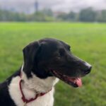 Matthew Rehwoldt Instagram - Man. Dog. Shirt. Life. Chicago, Illinois