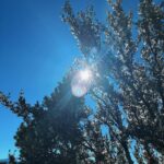 Maudy Ayunda Instagram – The little things. 🍂 trees need hugs too u knw Cougar Crest Hiking Trail, Big Bear Lake