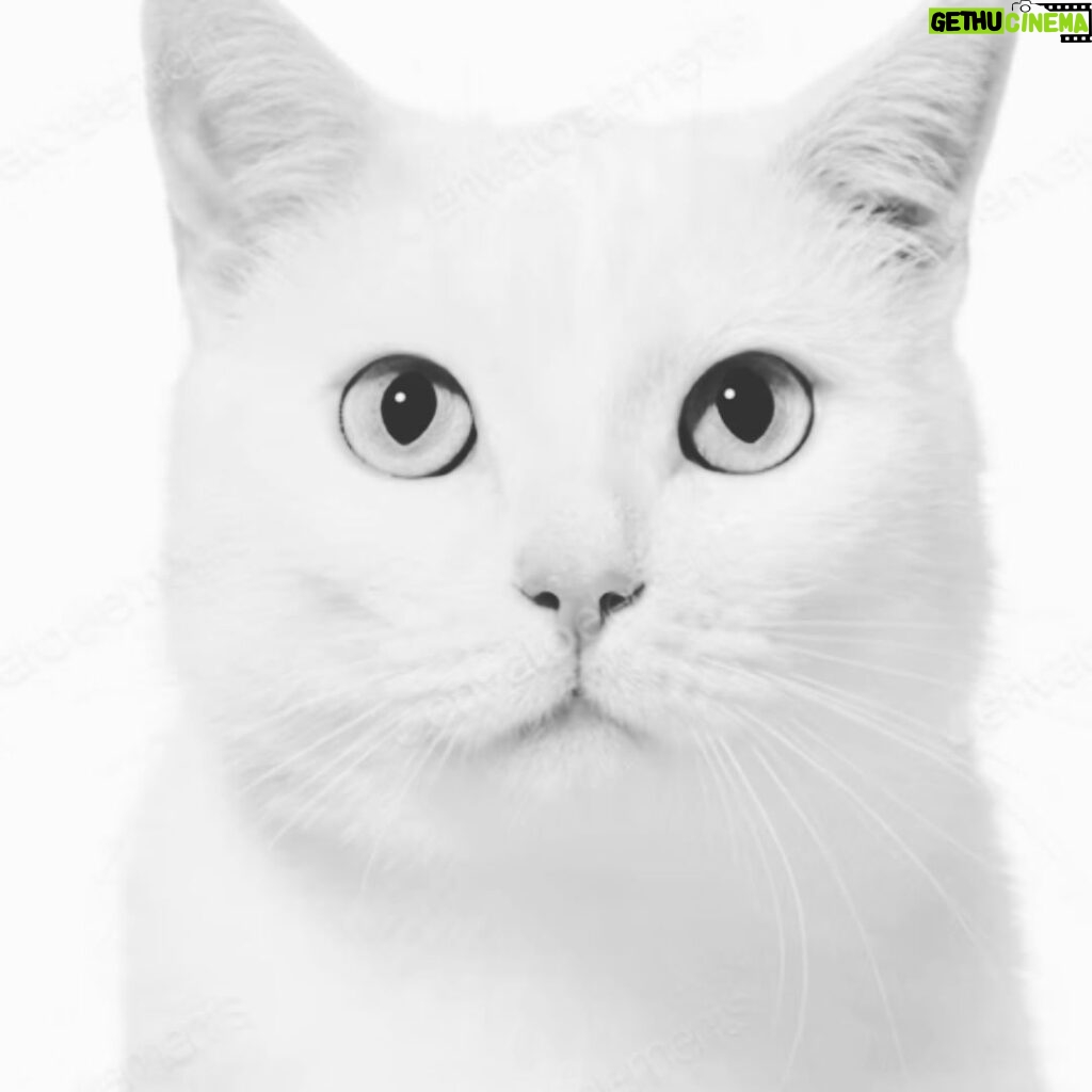 Maurício Branco Instagram - Todo mundo quer a vida que um gato tem .