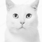 Maurício Branco Instagram - Todo mundo quer a vida que um gato tem .