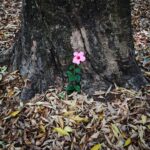 Maurício Branco Instagram - Fui visitar o lugar que passei minha infância e adolescência em Brasília. Fui ver as árvores plantadas pelo meu Pai na 313 Sul nos anos 70. Aproveitei e depositei esta flor na árvore mais frondosa , em memória dele . Um passeio cheio de lembranças e emoção .❤️