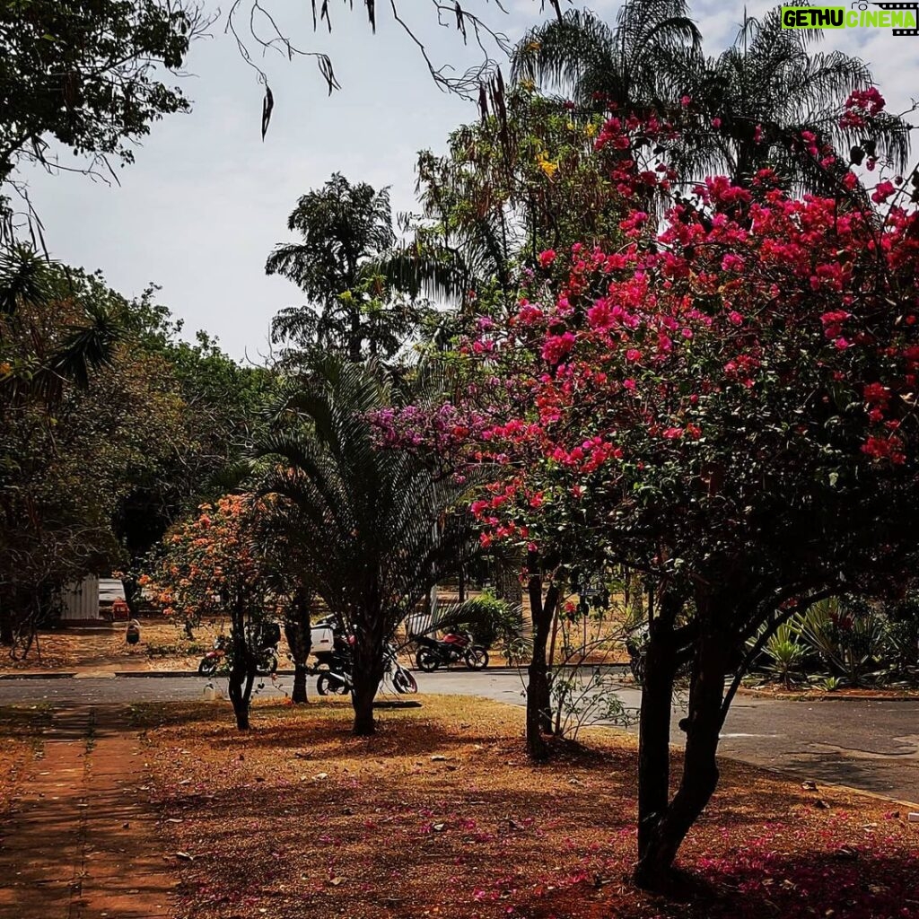 Maurício Branco Instagram - 114 Sul , quadra modelo de Brasília com Jardins de Burle Marx , em todo seu Esplendor feitos com Palmeiras e Árvores do Cerrado .