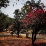 Maurício Branco Instagram - 114 Sul , quadra modelo de Brasília com Jardins de Burle Marx , em todo seu Esplendor feitos com Palmeiras e Árvores do Cerrado .