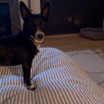 Maurissa Tancharoen Instagram - Because dog content helps? Her reaction to our daughter’s name though. 😍🥹 #JosieMochiWhedon #dogsofinstagram #puppy