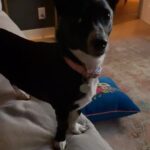 Maurissa Tancharoen Instagram - Necessary content. #dogsofinstagram