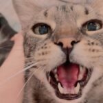 Maurissa Tancharoen Instagram - If you’re happy and you know it… #catsofinstagram
