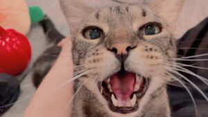 Maurissa Tancharoen Instagram - If you’re happy and you know it… #catsofinstagram