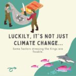 Maxwell Acee Donovan Instagram - Help Fight the Current! Please repost and donate if you can at naturesnegotiators.org (link in bio) It’s now or never! Long live the King (salmon)!! #naturesnegotiators #kingsalmon #salmon #nature