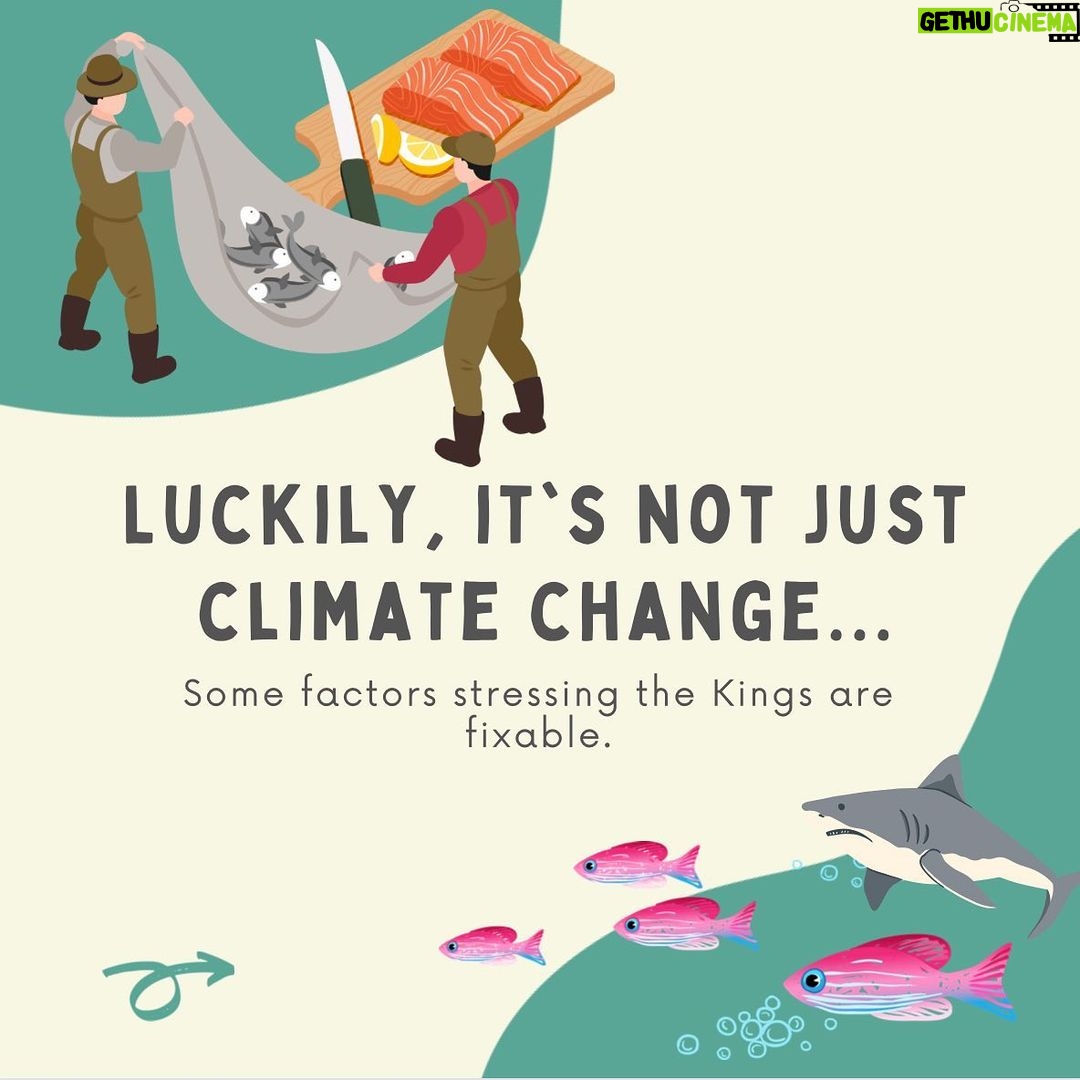 Maxwell Acee Donovan Instagram - Help Fight the Current! Please repost and donate if you can at naturesnegotiators.org (link in bio) It’s now or never! Long live the King (salmon)!! #naturesnegotiators #kingsalmon #salmon #nature