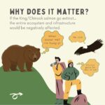 Maxwell Acee Donovan Instagram - Help Fight the Current! Please repost and donate if you can at naturesnegotiators.org (link in bio) It’s now or never! Long live the King (salmon)!! #naturesnegotiators #kingsalmon #salmon #nature