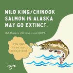 Maxwell Acee Donovan Instagram - Help Fight the Current! Please repost and donate if you can at naturesnegotiators.org (link in bio) It’s now or never! Long live the King (salmon)!! #naturesnegotiators #kingsalmon #salmon #nature