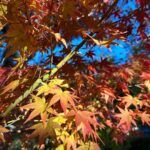 Mayu Sugieda Instagram - in Kyoto🍁 The autumn leaves in Japan are so beautiful. #Kyoto #Japan #autumnleaves #Kodaiji #temple - - - - - - - - - - - - - - - - - - - - - - - - - - - - - - - いつも素敵で大好きな京都の風景 :) ♡ 秋、紅葉の時期は、さらに圧巻の景色です！ 特に好きな場所が高台寺、どの季節も足をのばしたくなる場所。 家族皆んなで楽しめた日、幸せな顔してる(2枚目の動画より) #京都 #日本 #紅葉 #高台寺 #お散歩 #街ぶら #関西