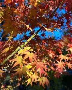 Mayu Sugieda Instagram - in Kyoto🍁 The autumn leaves in Japan are so beautiful. #Kyoto #Japan #autumnleaves #Kodaiji #temple - - - - - - - - - - - - - - - - - - - - - - - - - - - - - - - いつも素敵で大好きな京都の風景 :) ♡ 秋、紅葉の時期は、さらに圧巻の景色です！ 特に好きな場所が高台寺、どの季節も足をのばしたくなる場所。 家族皆んなで楽しめた日、幸せな顔してる(2枚目の動画より) #京都 #日本 #紅葉 #高台寺 #お散歩 #街ぶら #関西