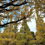 Mayu Sugieda Instagram - ☺︎ a line of ginkgo trees! 外苑前の近くに立ち寄ったので いちょう並木を眺めに行ってきました💛 最近のお昼間は、それほど寒くもなく👏 お日様ぽかぽか気持ちよく過ごせて嬉しいです☺️ ・ 【出演情報のお知らせです📢】 毎週土曜 深夜1:58〜放送 ytv「すもももももも！ピーチCAFE」 今夜〜年明けのオンエア、毎週出演します！！ @ytv_peachcafe 🍑 なんと今回は… #川田裕美 さん に代わって 番組店長としての出演となりますので いつもと違った私で登場しているかもしれません🤭 ぜひとも観てくださいねー！お楽しみに✨✨ #ytv #ピーチCAFE #店長 #OA #今夜 #外苑前 #外苑前いちょう並木 #銀杏並木 #お散歩 #いちょう並木 #日本 #Japan