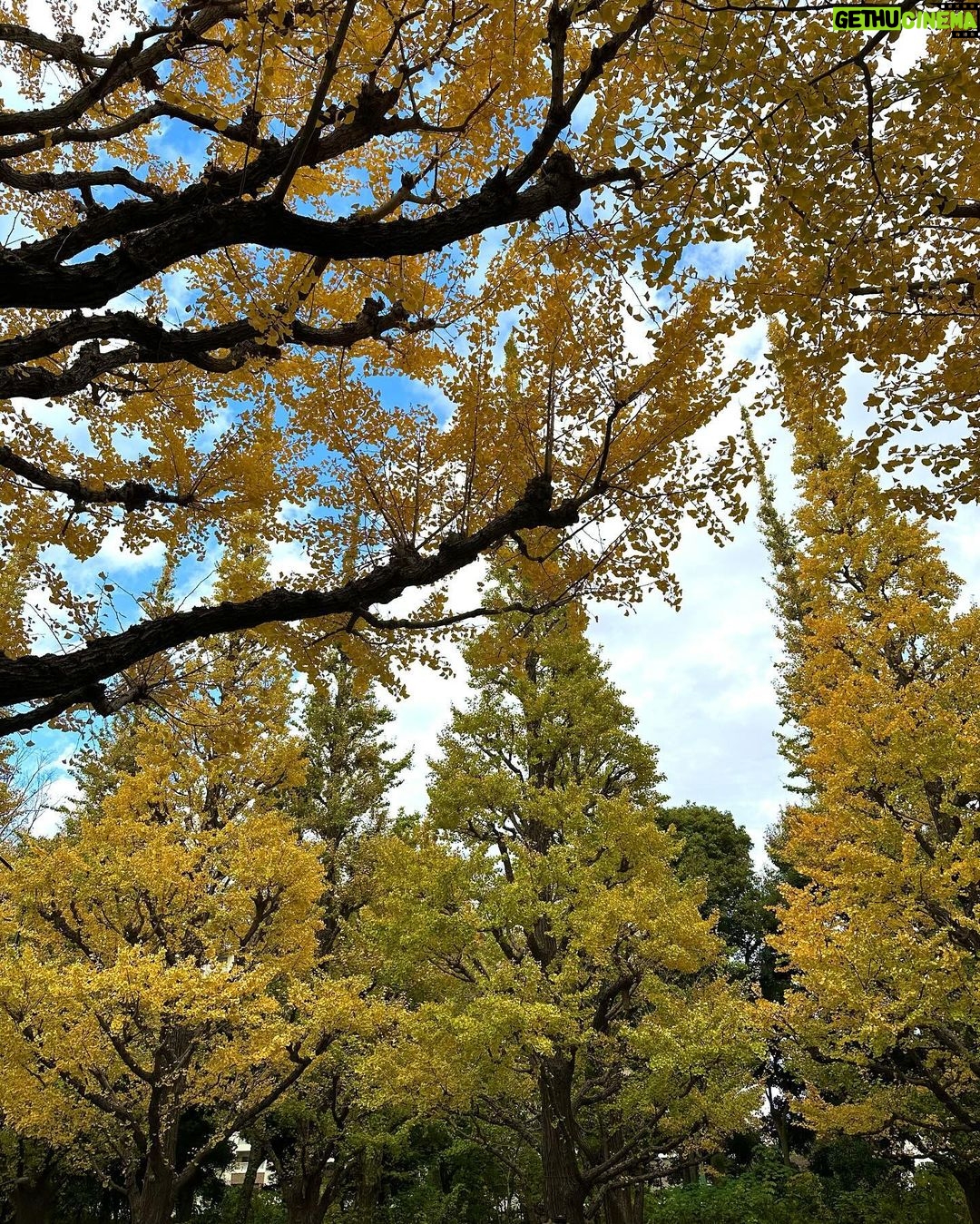 Mayu Sugieda Instagram - ☺︎ a line of ginkgo trees! 外苑前の近くに立ち寄ったので いちょう並木を眺めに行ってきました💛 最近のお昼間は、それほど寒くもなく👏 お日様ぽかぽか気持ちよく過ごせて嬉しいです☺️ ・ 【出演情報のお知らせです📢】 毎週土曜 深夜1:58〜放送 ytv「すもももももも!ピーチCAFE」 今夜〜年明けのオンエア、毎週出演します!! @ytv_peachcafe 🍑 なんと今回は… #川田裕美 さん に代わって 番組店長としての出演となりますので いつもと違った私で登場しているかもしれません🤭 ぜひとも観てくださいねー!お楽しみに✨✨ #ytv #ピーチCAFE #店長 #OA #今夜 #外苑前 #外苑前いちょう並木 #銀杏並木 #お散歩 #いちょう並木 #日本 #Japan