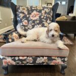 Meaghan B. Murphy Instagram - 🚨NEW 🏡 PROJECT🚨 Sometimes you need to fix 🛠️something that isn't broken just because it no longer works FOR YOU. That was the case with this sitting room. I loved the original design, but in 5 years NO ONE actually EVER sat in the sitting room. So, here's what we did to change that because with 3 kids and a dog we need to eek out every ounce of living space in our home: 🪑 First up, more functional furniture. We said goodbye to my oversized family heirloom chair (luckily Nana was excited to put it in her bedroom) and banished the stuffy (but pretty!) bench to my office. I saw these navy @potterybarn swivel chairs at my girlfriend's house and ordered them immediately. I have grown to appreciate the entertainment value of a swivel. Then I was at a loss, so I called in @thehavenly for a little design hand-holding. Havenly helped me land on this @arhaus table + ottomans & approved my striped @potterybarnkids rug choice (I needed the validation). WOWZA! Suddenly this space became a cozy spot for morning ☕️ after-dinner 🫖 and unwinding w/ a 🍷 where I can stare at my guitar 🎸 and the lyrics to Blackbird 🐦‍⬛ and manifest playing it someday. I think lessons would help. LOL The other big change here was brightening up the bookcases with a fresh coat of white. 🎨 I think it makes my book 📕 ⚡️& beloved knickknacks pop. Leave it to @shadyladycolors and @amazingpaintingnj to make the magic 🪄 happen. We also added battery-operated book lights from @lampsplus that make me endlessly happy at night. 💡 Finally, @ellaallure killed it with the Dempsey-friendly performance fabric cushion in just the right orange-y shade + fun patterned pillows. What do you think? I love that my friend @sarapeterson_thenext who founded HGTV mag calls small projects like this a "Twirl Up." I'm working on a whole issue of @womansdaymag devoted to mini makeovers like this. If you have a project to share, DM or email me! #makeover #homeproject #homerenovation #homerenovations #homeprojects #painting #bookshelves #arhaus Home Sweet Home
