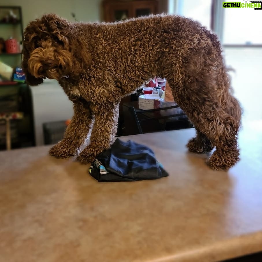 Megan Stott Instagram - Happy national dog day my fluffy little teddy bear!! 🥰 @leeloothelabradoodle