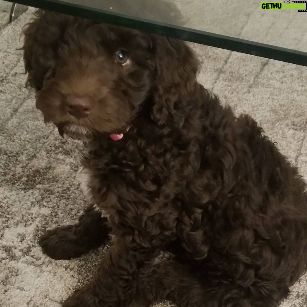Megan Stott Instagram - Happy national dog day my fluffy little teddy bear!! 🥰 @leeloothelabradoodle