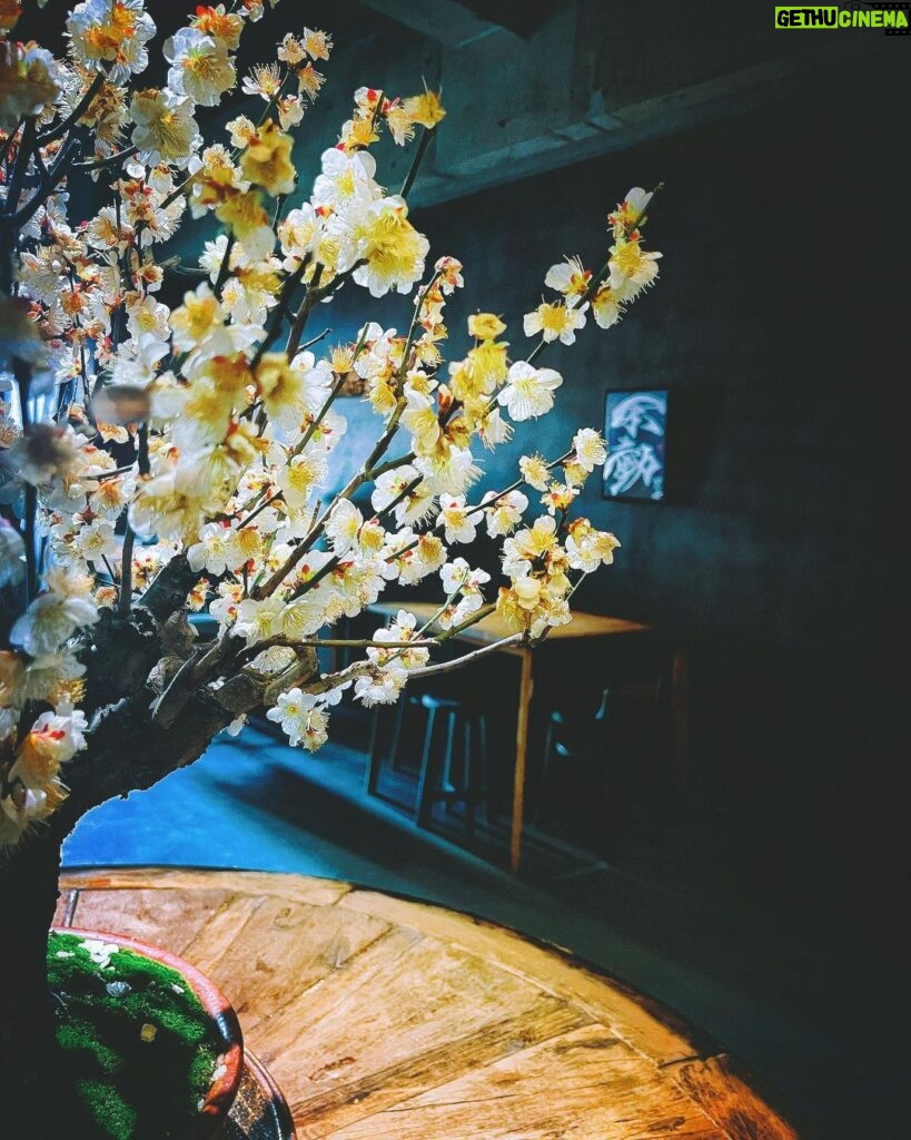 Megumi Han Instagram - 春 を 待 ち 侘 び て 咲 く この梅は70歳、最後の梅は100歳になるとか。 盆栽。 表と裏があることも知らなかった。 でも、今、知れてよかった。 ちょっと、此処、通うことになりそうです。