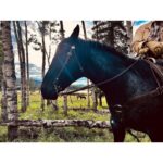 Melanie Scrofano Instagram - I directed tonight’s episode of #Heartland and I couldn’t have done it without the support of (in no particular order): -the cast and crew who taught me how amazing horses are and that THE HORSES are the boss, not you -my twat socks (thank you #earpers♥️) -that one horse who kept knocking me over so I would pet him…you have my heart forever -my twat socks -the incredible Alberta landscape -the one time @amber_marshall_farm brought her mini horse to mess with us -side-eye from sassy horse -my toy animals that stood in as horses and helped me with blocking. -pipe cleaners Watch @official_heartlandoncbc tonight at 7pm EST. @seven24films