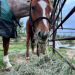 Melanie Scrofano Instagram - Wynonna reunions are giving me life (♥️Jinx!) A horse trompe d’œil New Hat Who Dis