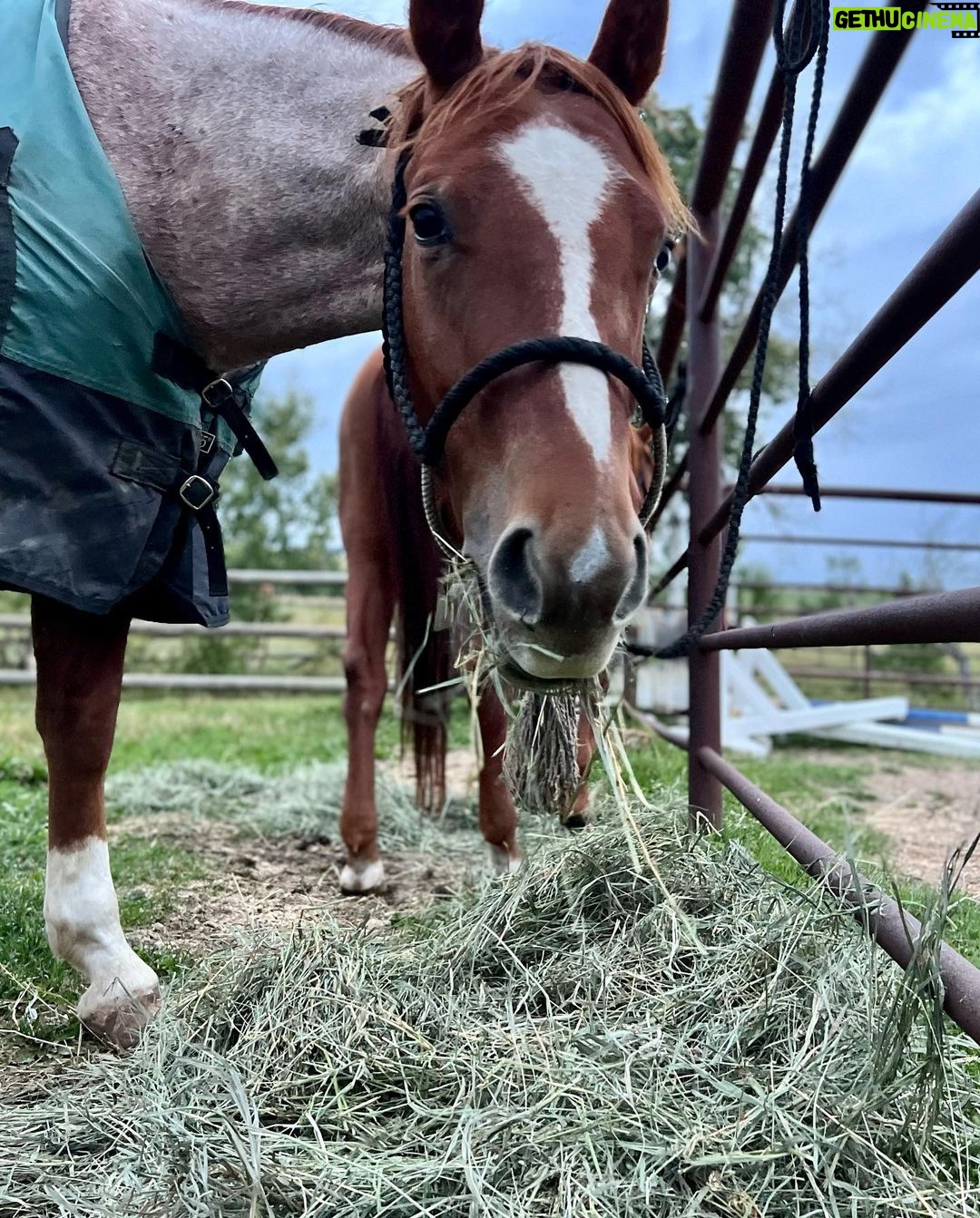Melanie Scrofano - 19.9K Likes - Wynonna reunions are giving me life (♥️Jinx!)
A horse trompe d’œil
New Hat Who Dis