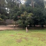 Metawin Opas-iamkajorn Instagram - All about kangaroos 🦘