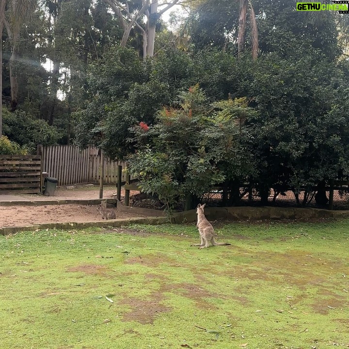 Metawin Opas-iamkajorn Instagram - All about kangaroos 🦘