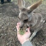 Metawin Opas-iamkajorn Instagram - All about kangaroos 🦘