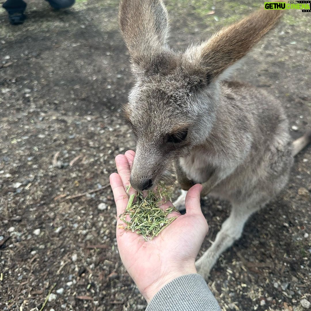 Metawin Opas-iamkajorn Instagram - All about kangaroos 🦘