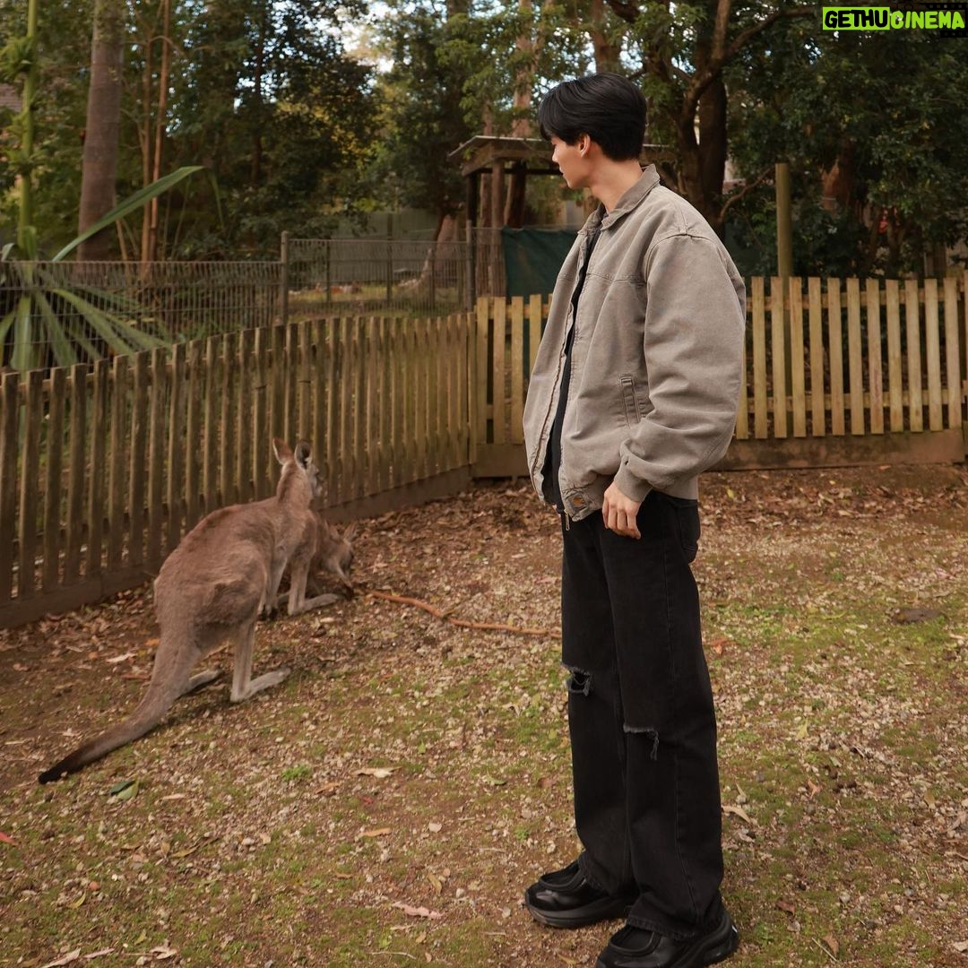 Metawin Opas-iamkajorn Instagram - All about kangaroos 🦘