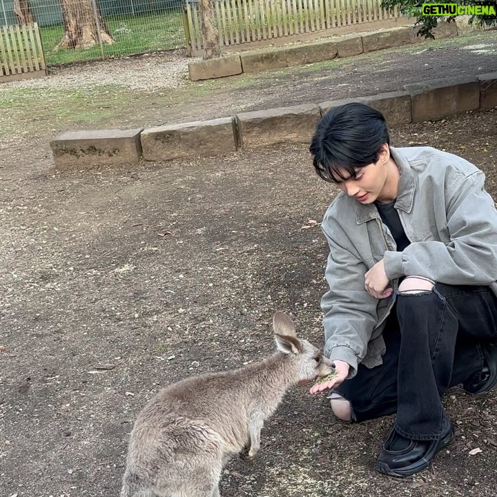 Metawin Opas-iamkajorn Instagram - All about kangaroos 🦘