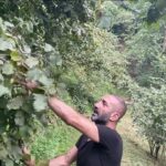 Metin Yıldız Instagram - Fındık Vakti Fatsa'da olmak:) #fındık #karadeniz #fatsa #ordu #ılıca #sarmaşık #köy #fındıkvakti #keşfet #kesfetteyiz #keşfet @ceylanyilmaz__