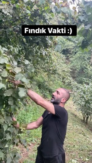 Metin Yıldız Instagram - Fındık Vakti Fatsa'da olmak:) #fındık #karadeniz #fatsa #ordu #ılıca #sarmaşık #köy #fındıkvakti #keşfet #kesfetteyiz #keşfet @ceylanyilmaz__