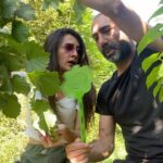 Metin Yıldız Instagram - Fındık Toplamak zor Arkadaş:) #fındık #fındıkzamanı #domuz #bahçe #fatsa #ordu #karadeniz #keşfet #keşfetteyiz #ılıca #sarmaşık # komik #mizah #şaka