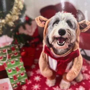 Mia Freedman Instagram - From me and my family to you and yours: Merry Christmas. ❤️❤️❤️