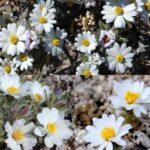 Michael Connelly Instagram - The Desert Star flower.