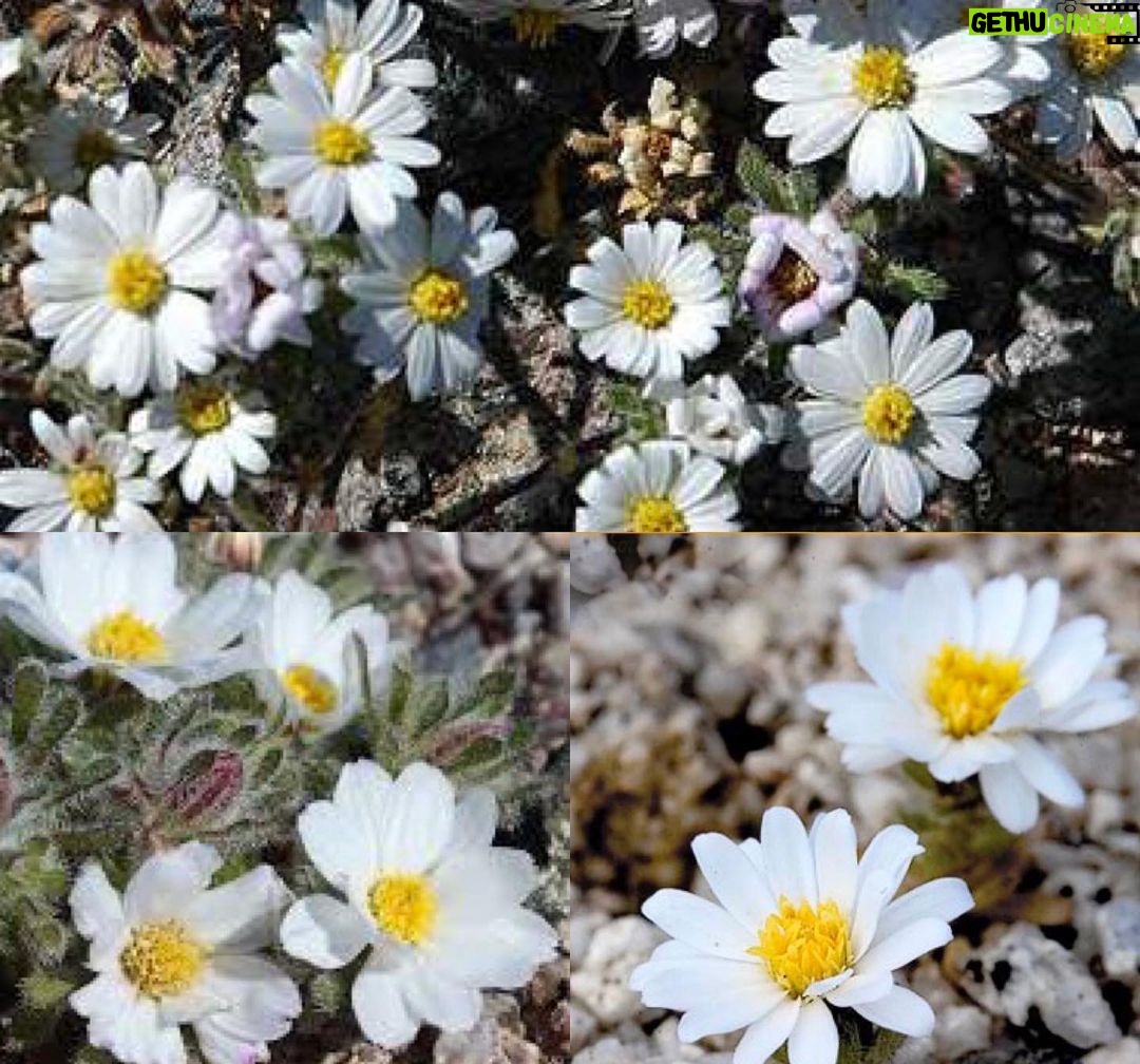 Michael Connelly Instagram - The Desert Star flower.