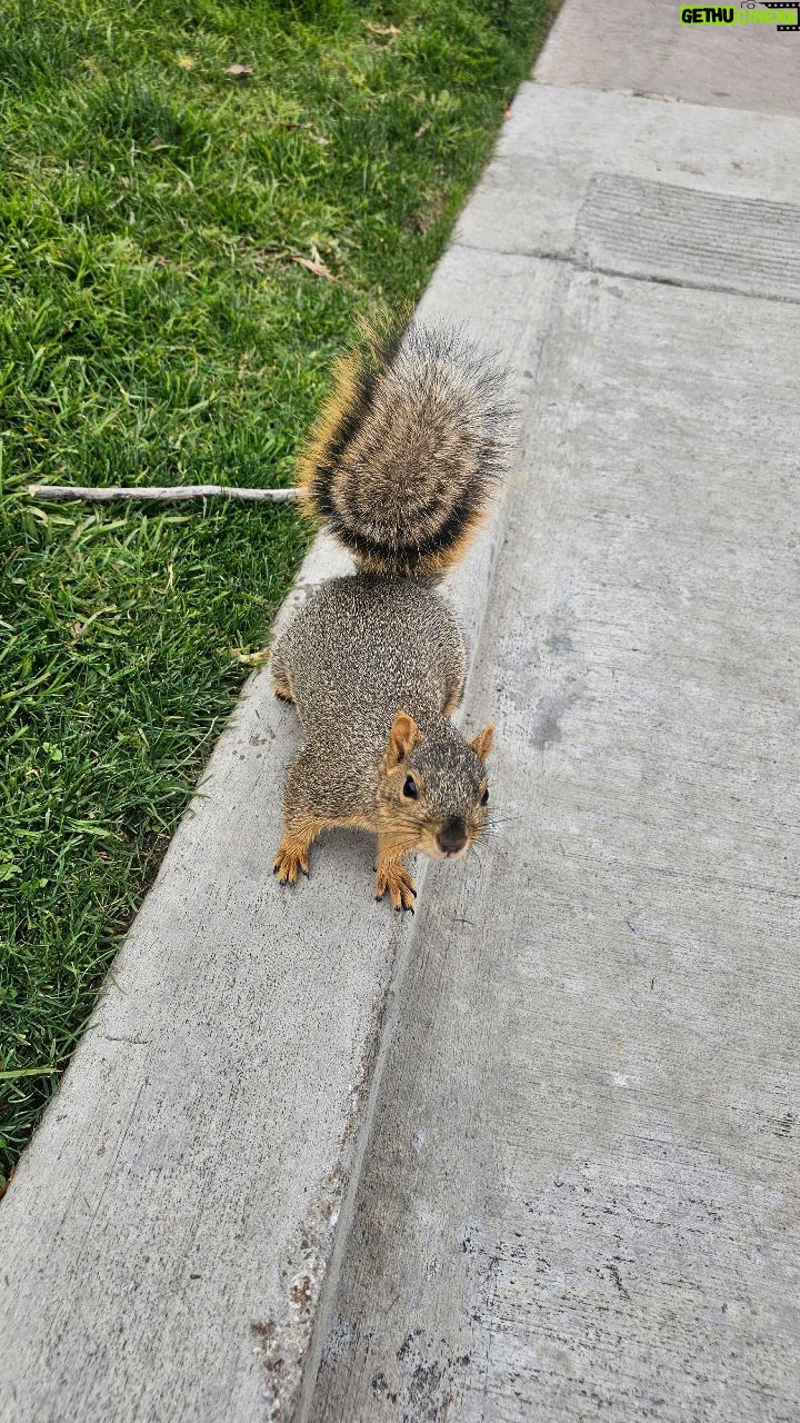 Michael Fishman - 737 Likes - Just taking my squirrel for a walk